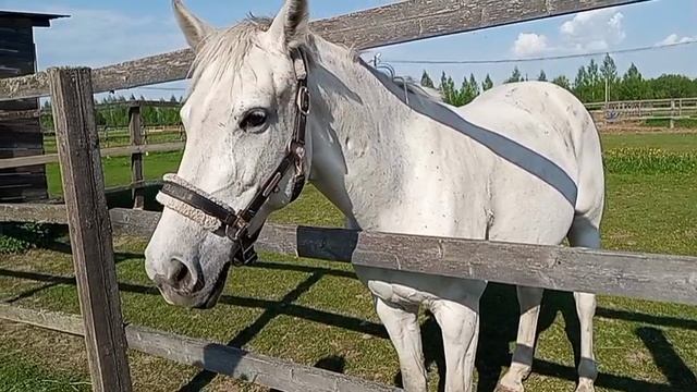 Отдых выходного дня.Ярославская обл.,пос.Веслево