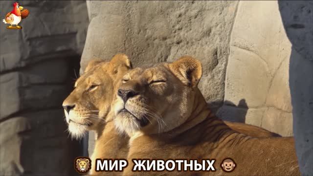 Животный мир планеты – красота и грация созданий Природы 🦁🦚🐵 Выпуск (65) 🐻🦉🦝
