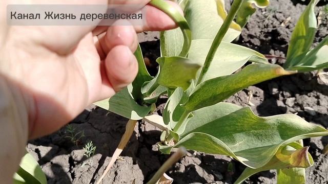 Выкапываю тюльпаны 24.05.25.Начало.