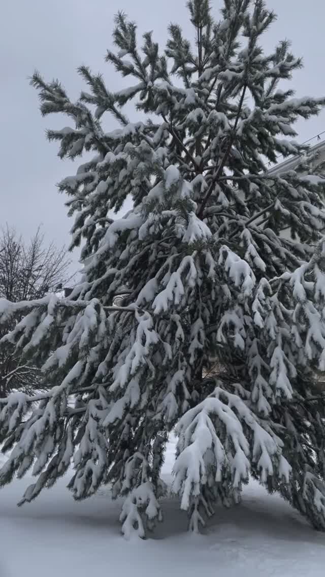 Снежок #Ева #3года9месяцев