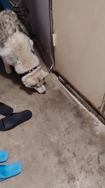 Джек обрёл свой дом
