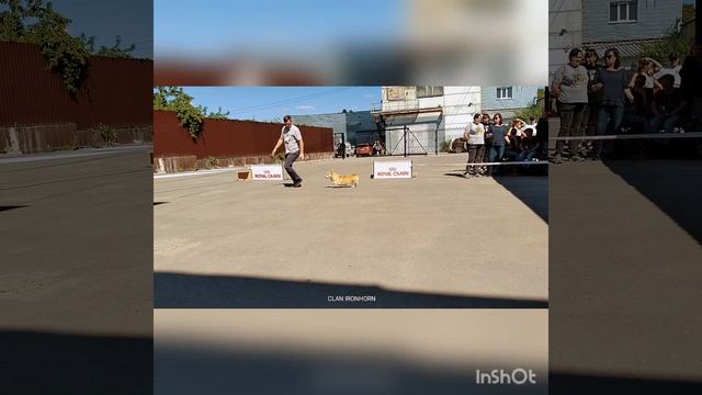 Успехи Буни на Национальной выставке в Воронеже 25.05.2025: победитель класса и титул R.CAC