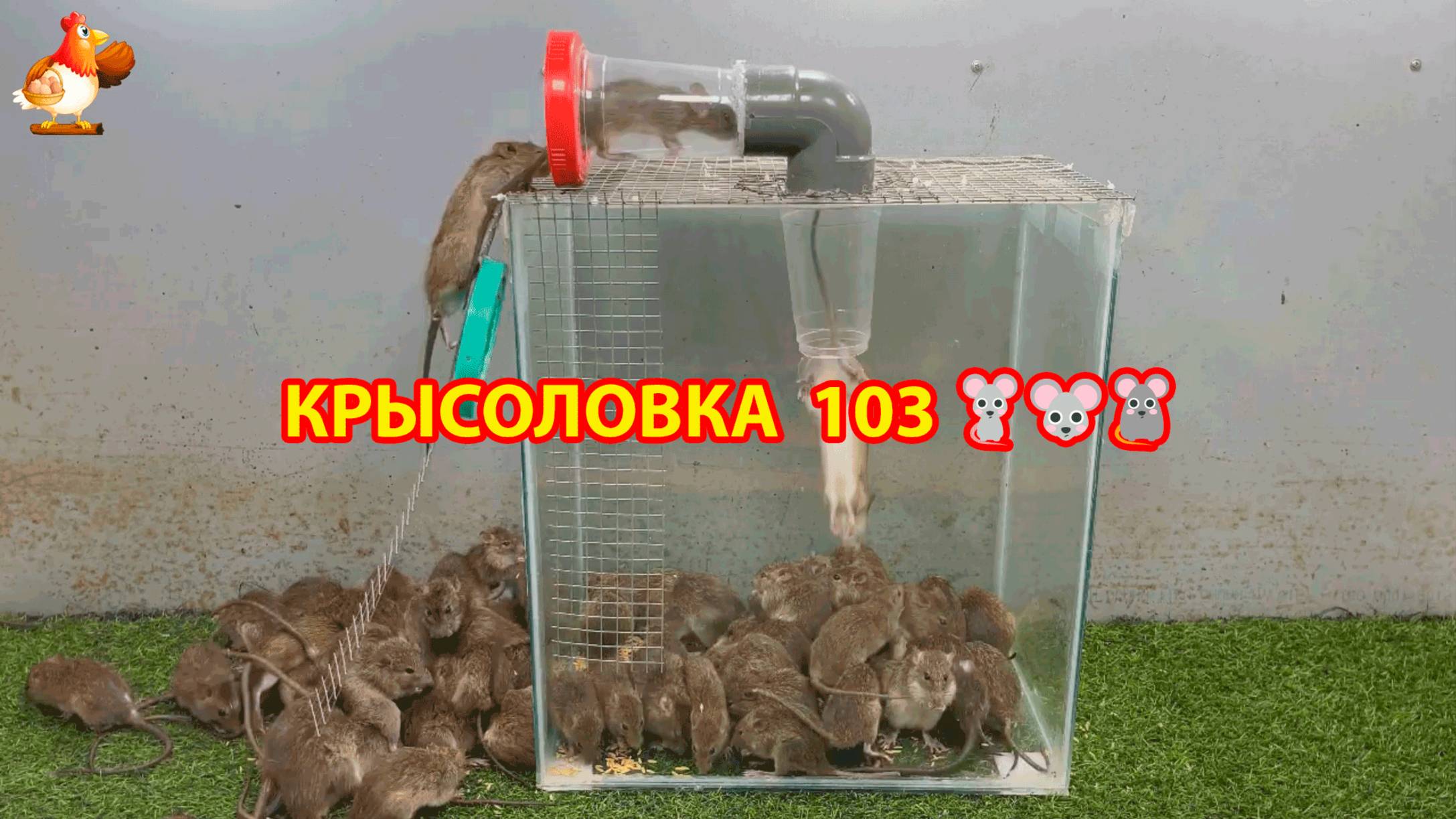 Крысоловка вариант (103) 🐀 Как сделать крысоловку своими руками и поймать кучу крыс 🐀🐁🐀