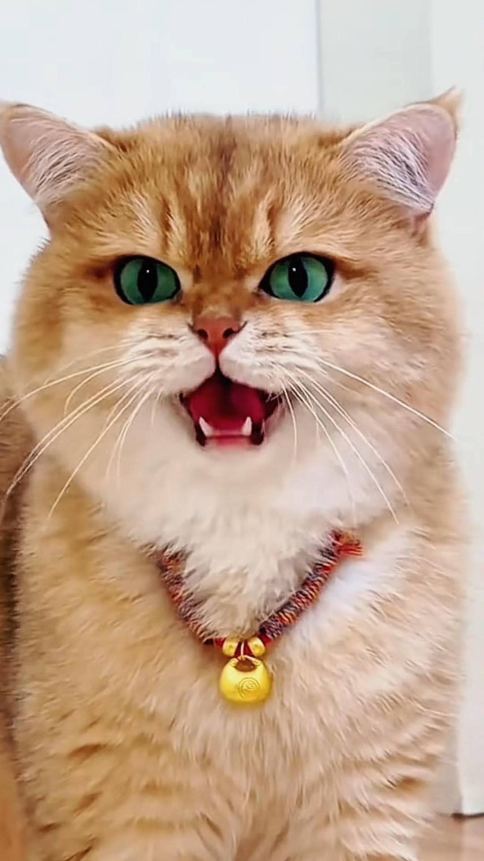Обязанности ХОЗЯИНА! 😾 Кормить и поить КОТА! 😼 #cat #funny #shorts