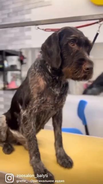 drathaar_grooming