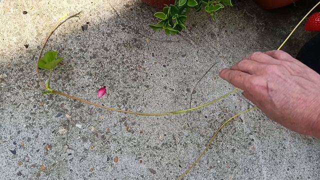 Наши утренние гуляние, сад проверяем, сегодня будет очень жарко.