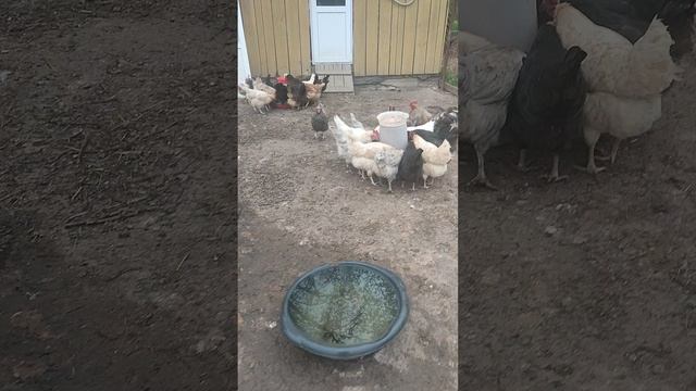 Доброе утро у курочек🐔