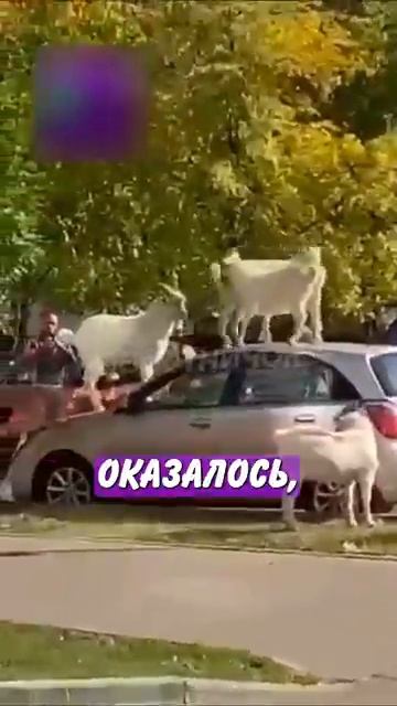 Новостничок (612)