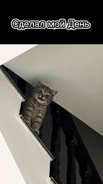 Котик дрифт #shorts #котики #дрифт