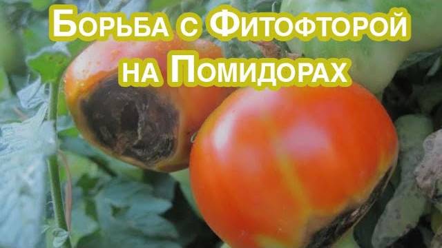 Боремся с Фитофторой и гнилью На Помидорах. Народный способ борьбы.