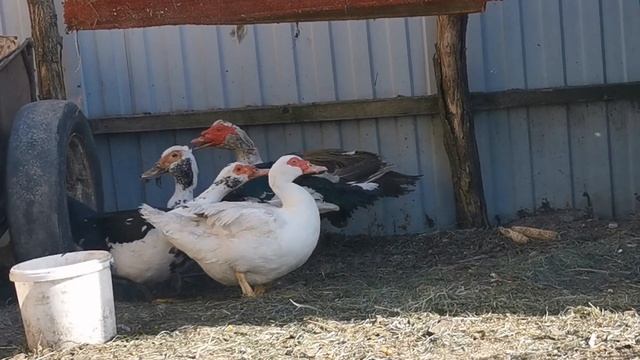 Знайшли собі качура. Побували в царскому селі, та біля