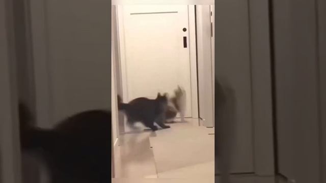 ММА кошек & Cat WWE