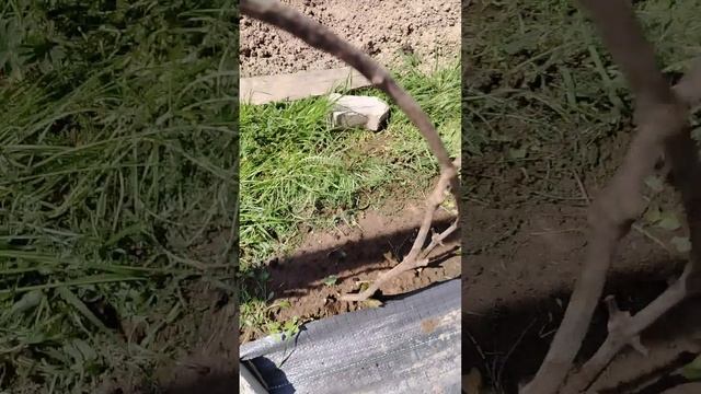 Открытие винограда, подкормка и в путь к уражаю