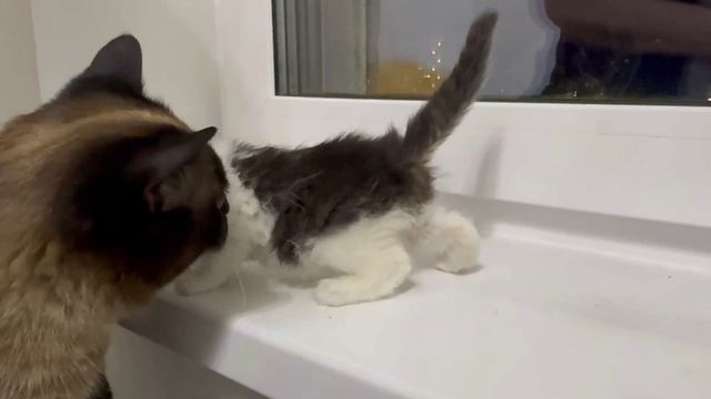 Маленький котенок и сиамский кот знакомятся