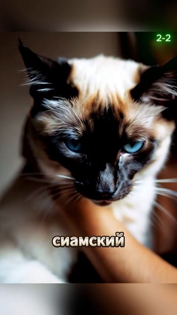 🐾 Гайд по Сиамскому Коту: милота и хаос в одном флаконе #sherts