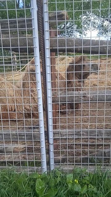 чисто гопники 🦁🐯🦁🐯