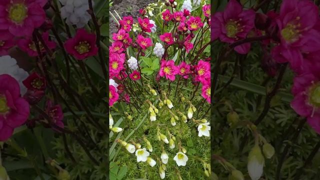 МОИ ЦВЕТЫ#цветы
