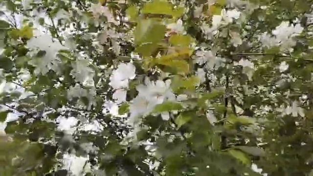 25-05-2025  Красная   яблоня