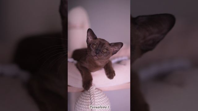 Соболиный бурманский котёнок Yaroslava I Freya Way. Помёт «Y7»