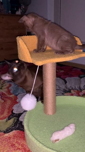 Бурманский котик с папой котом