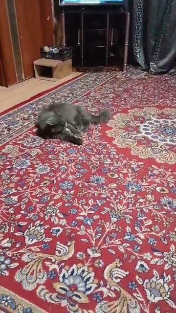 наш кот