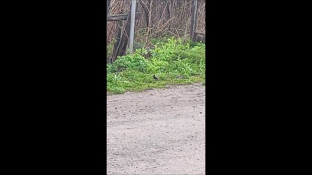 Скворцы. Птицы