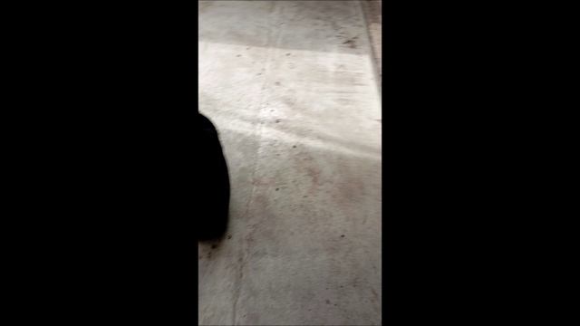 Собака. Кот. Том и Фокс