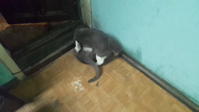1000055303.mp4 ИГРУНЧИКИ !!!