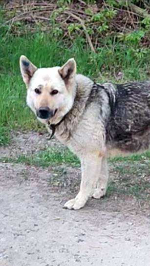 Очень спокойная собака