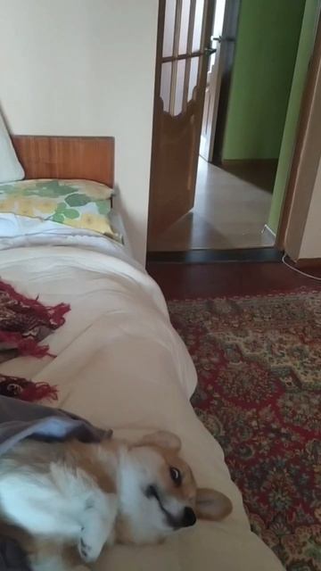 Яшина адоптация по феншую!