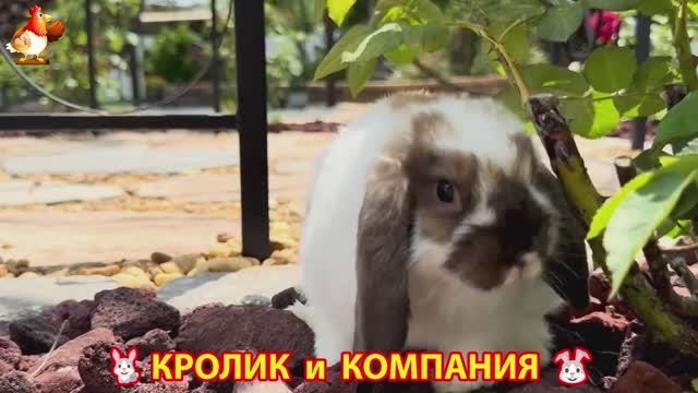 Кролик вислоухий в компании друзей 🐰🐤🦆🐕 (3)