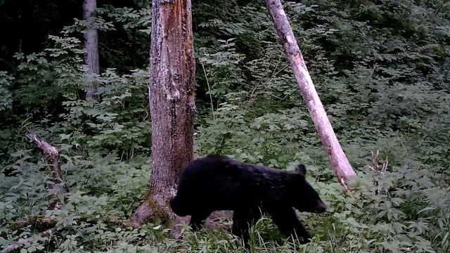 Гималайский и бурый медведи у меточного дерева