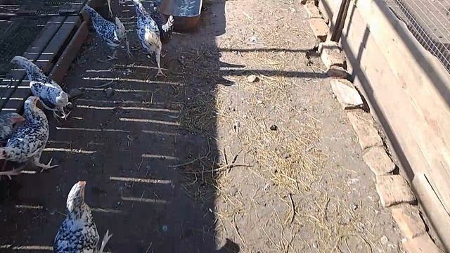 25 мая, завтрак у нашей птички, залез в погреб