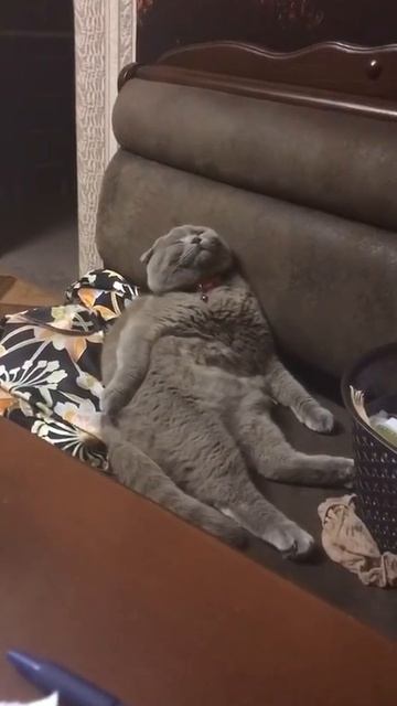Главней всего сон 😴