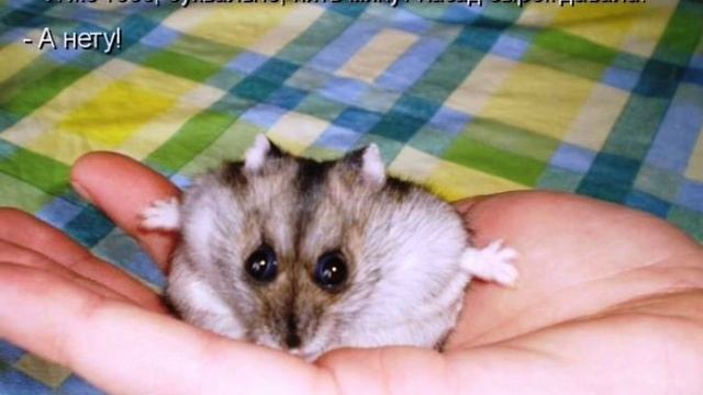 меки #мемы #хомяки