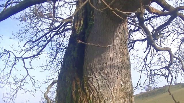 An Derowen - The Oak