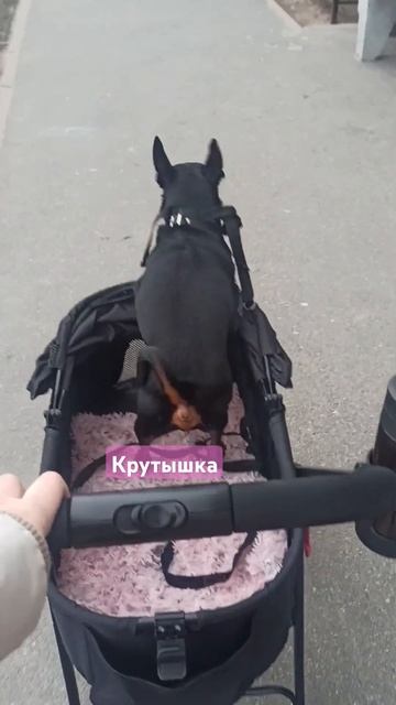 Каришик на колесах #каришиквшоке #коляскамечта #коляскадлясобак