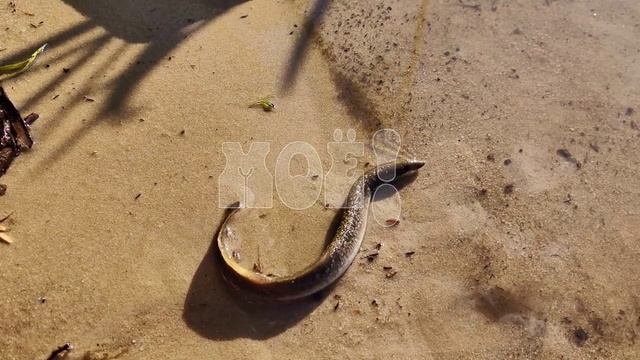 ПИТАЕТСЯ КРОВЬЮ: в реке Усманка обнаружили миногу. 🪱  Её нашли в посёлке Веневитинском.