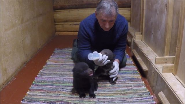Маша Миша - медвежата-сироты из Вологодской области