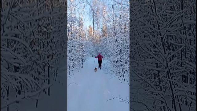 Зима, лыжи, собака корги