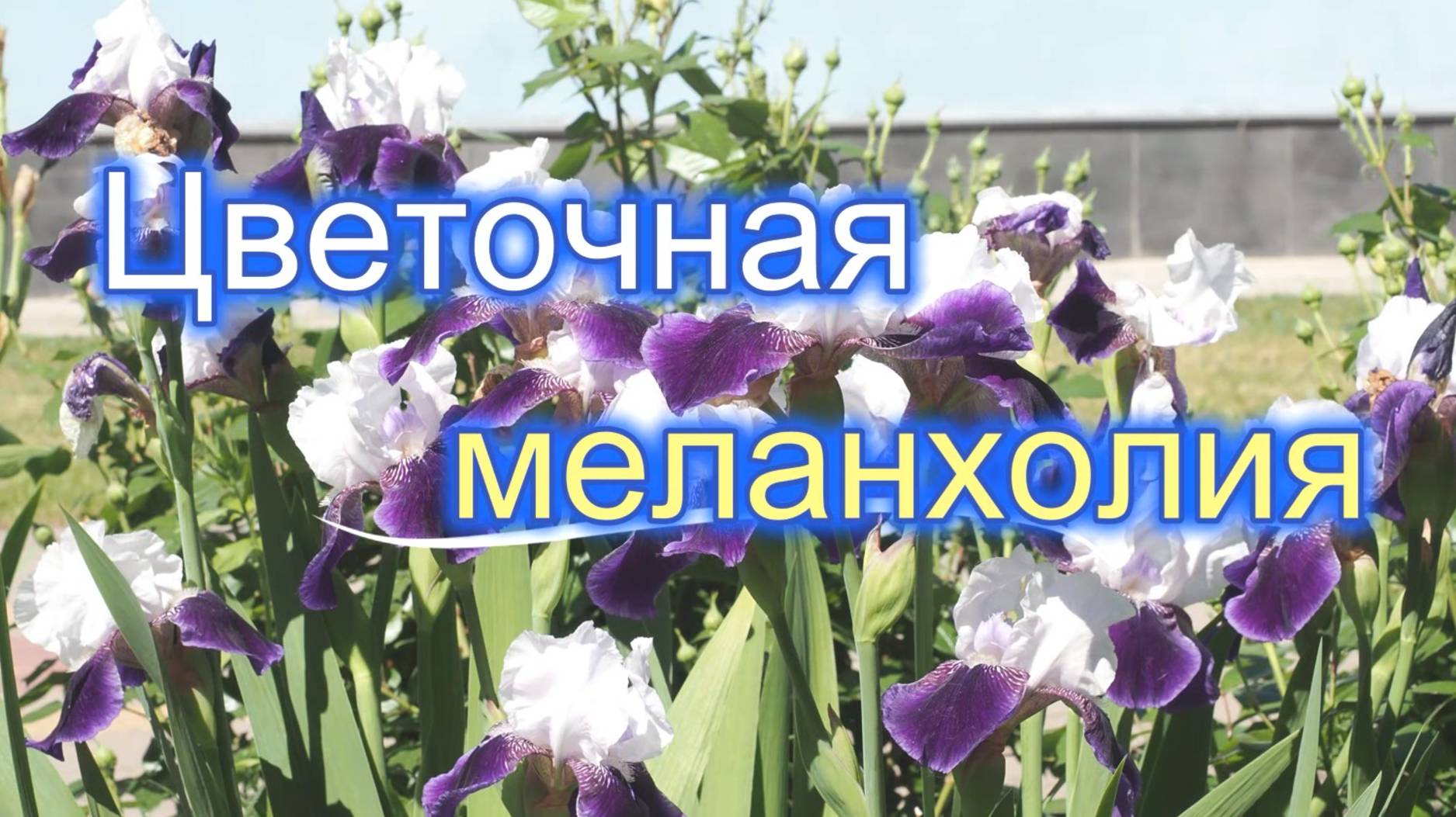 Цветочная меланхолия