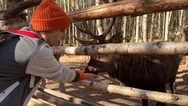 Где найти ПЯТНИСТЫХ ОЛЕНЕЙ в Нижнем Новгороде? Запове?