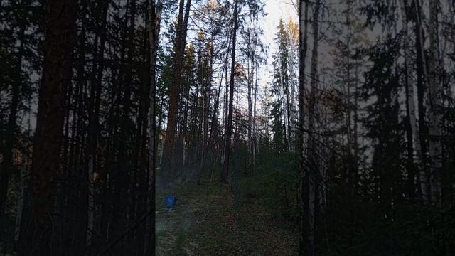 певчий дрозд