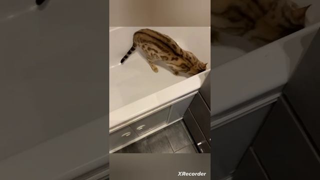 Котики🤗😺👍