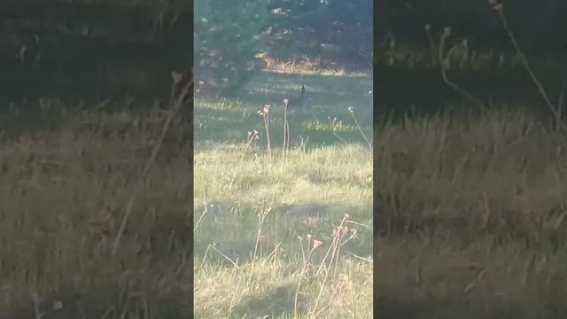 Зайцы на ферме, 25.05.25