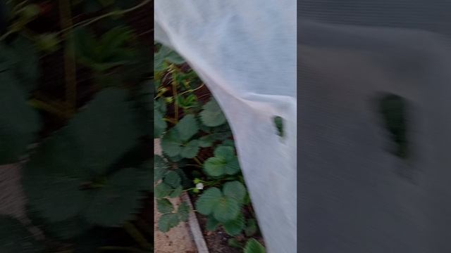 Что в теплице и немного про острые  перцы
