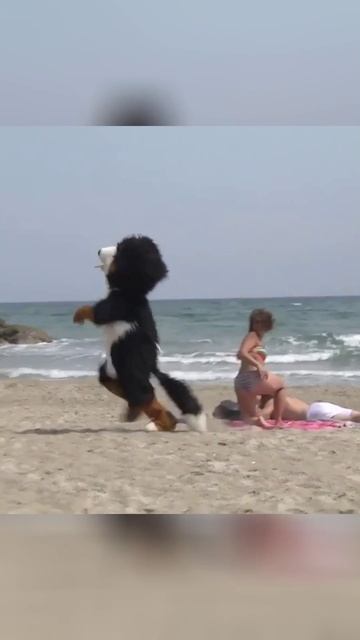 hello dog #ЗемляЭтоМы  #УютныеРецепты #Покапибаримся