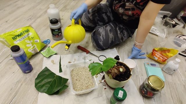 Расчленяем замиокулькас для укоренения черенками