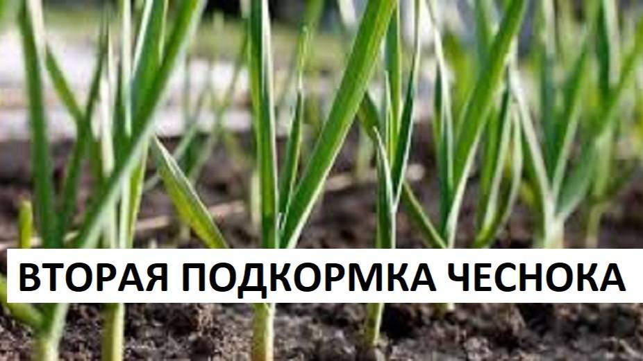 ЧЕСНОКУ НЕОБХОДИМА ПОМОЩЬ. Вторая подкормка чеснока.