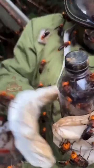 земляные шершни..